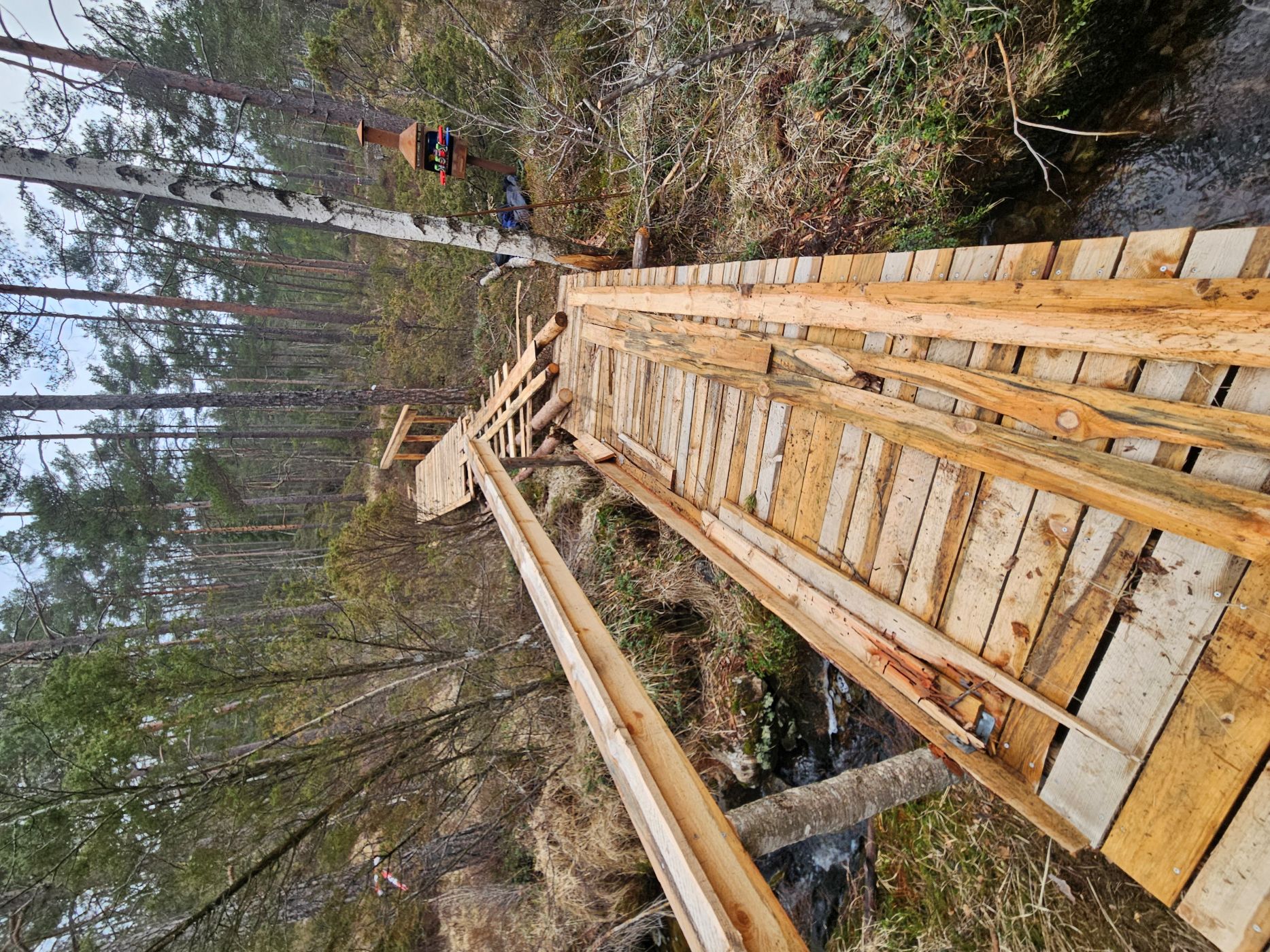 Southern Norway forest